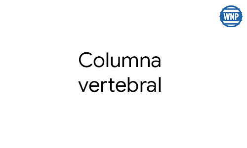 columna vertebral